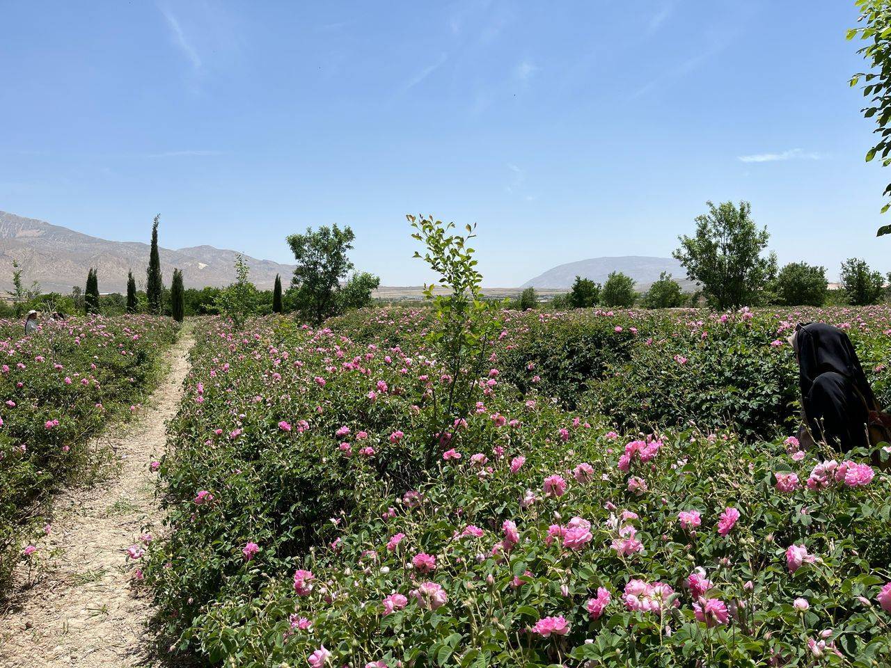 اردوی دانشجویان میمند